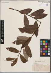 Foto von Salix discolor Muhl.